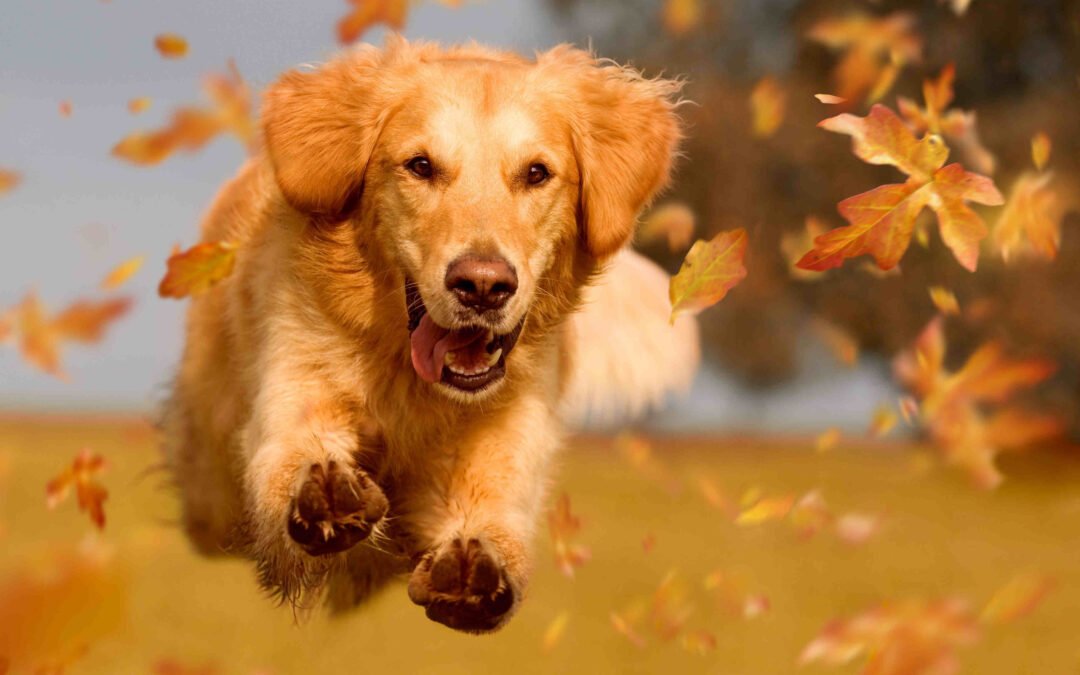 Golden retriever dog jumping through autumn leaves in autumnal sunlight