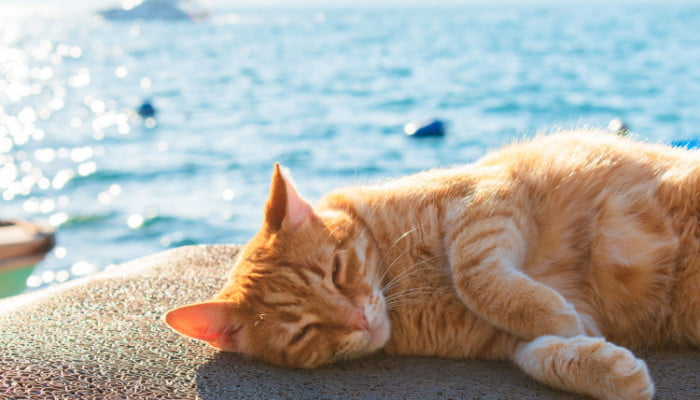 Orange colored cat sitting on a rock in the beach