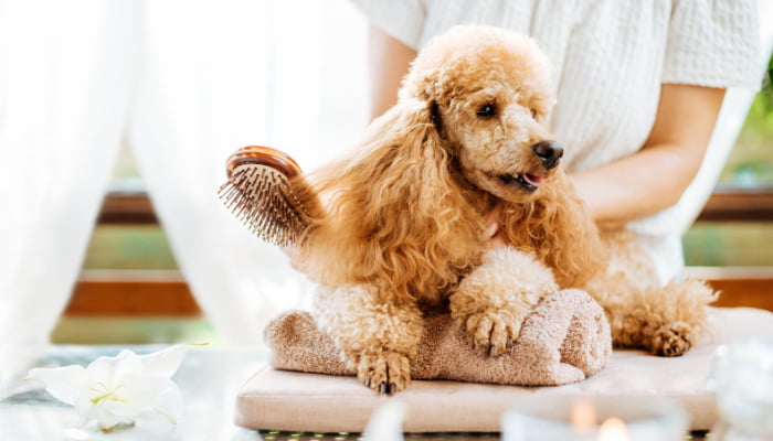 Woman scratching dog with a brush with aromatic candles, flowers and towel in the background