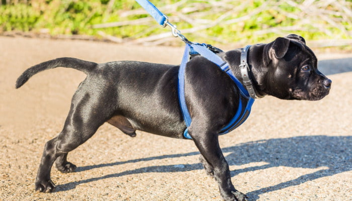 A strong young Staffordshire bull terrier walking with its owner in the streets in the morning pulling on a blue harness and leash