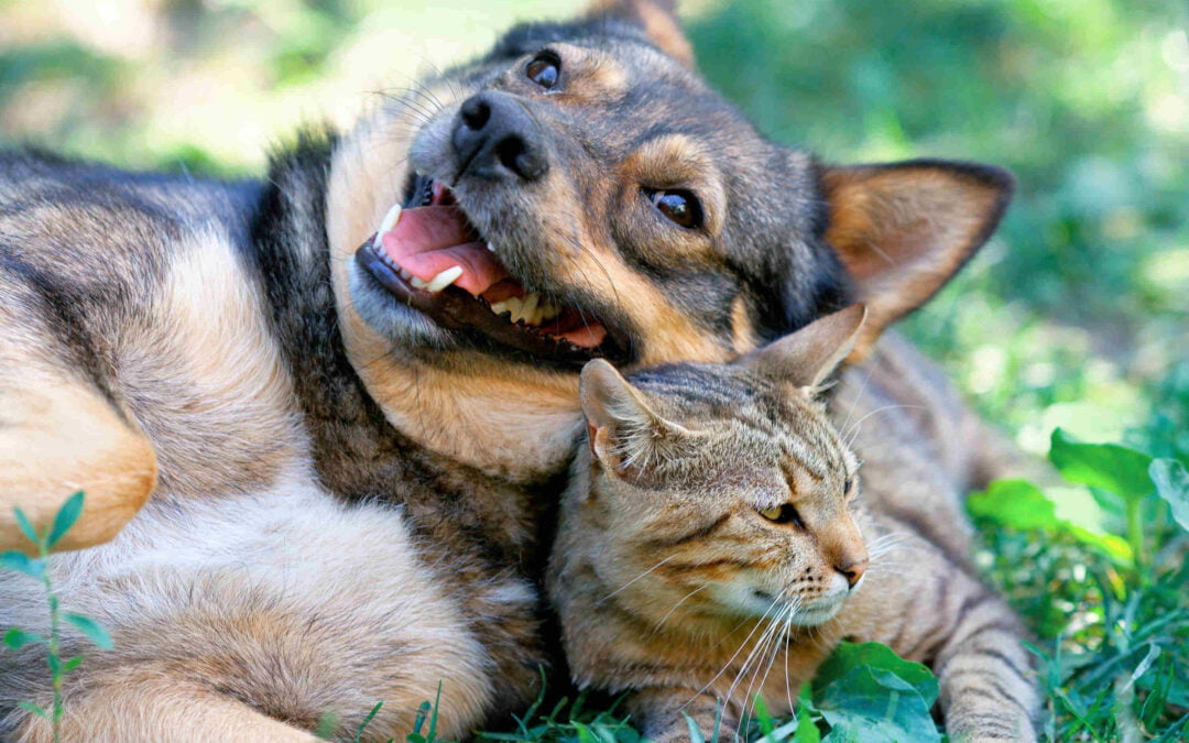 Dog and cat playing together outdoor laying in the grass