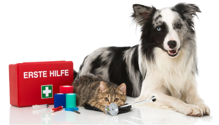 Dog and cat with first aid kit with white background