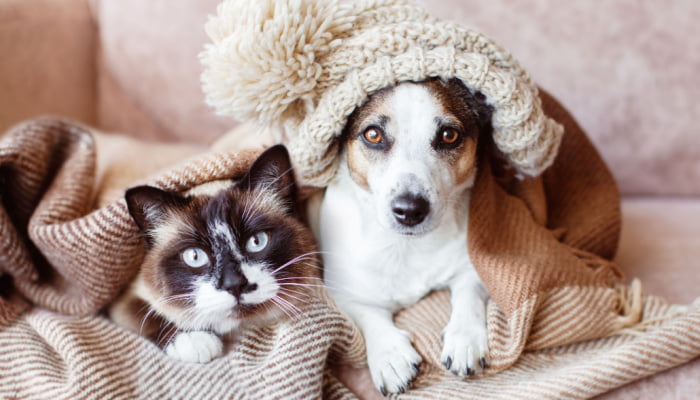Dog and cat are basking in a hat and under warm blanket at home together during winter