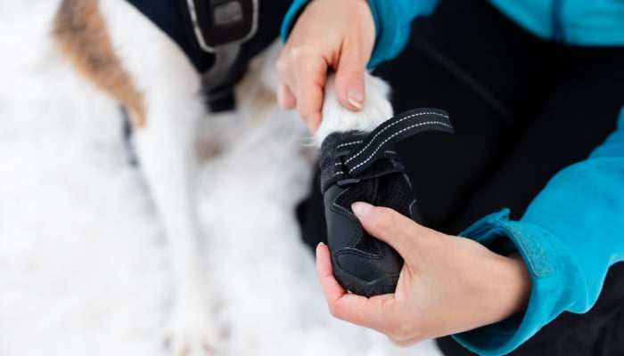 Woman in blue winter jacket dressing dog booties or shoes at the for her dogs paws, protection and shelter at winter season
