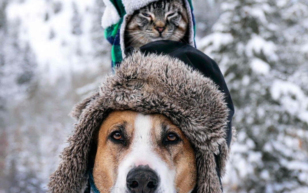 Dog and cat posing for the camera with their winter clothes during winter season