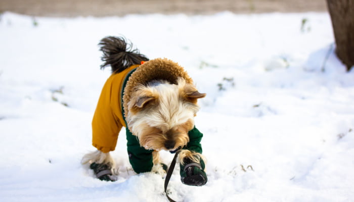 Funny cute dog in a warm suit and boots, overalls walking in a countryside at cold frosty winter day for walk outdoors