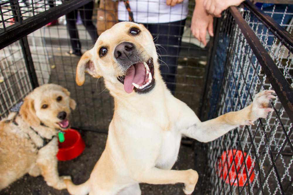 Happy-dog-waiting-for-a-family-in-a-pet-shelter