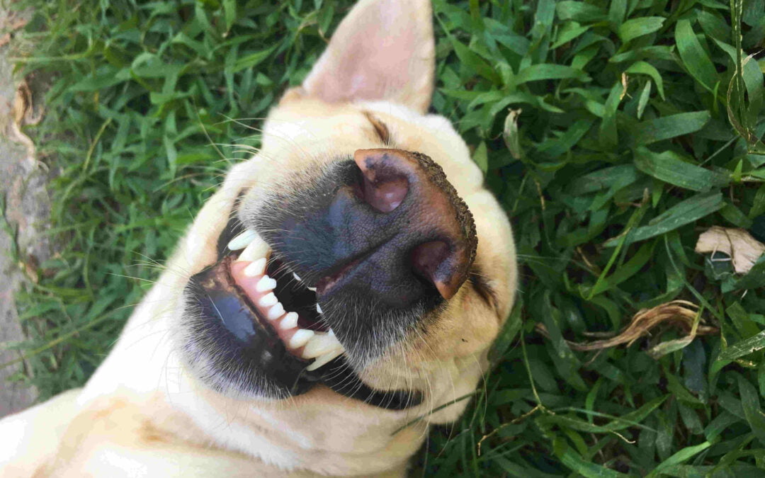 A happy dog laying on the grass smiling showing its teeth and sticking its tongue out