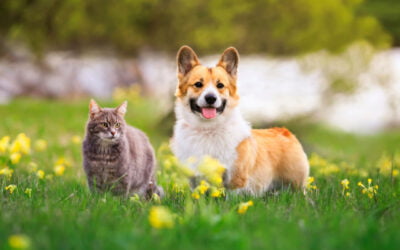Keeping Furry Friends Safe: Poison Prevention Week Tips for Pet Parents