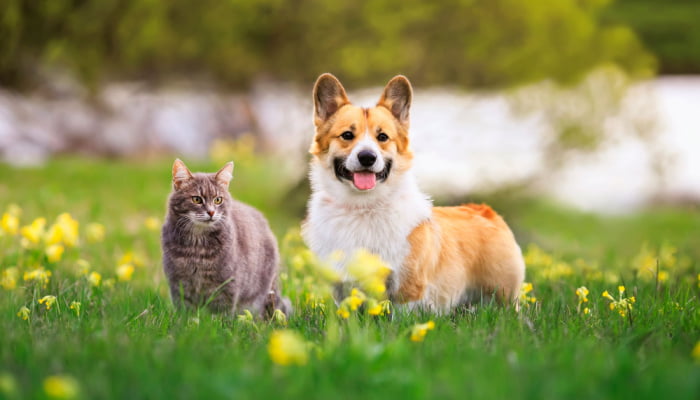 Cute dog and cat walking on a sunny spring day on green grass and flowers alll over them